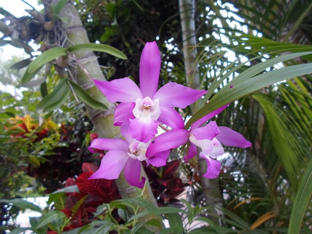Finca Chipitlan Hotel เควนาวากา ภายนอก รูปภาพ
